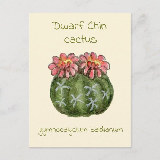 Gymnocalycium Baldianum-Kaktus Postkarte (Vorderseite)