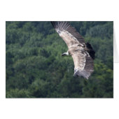 Gyps fulvus fliegen (Vorderseite (Horizontal))