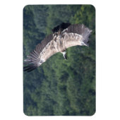 Gyps fulvus fliegen magnet (Vertikal)