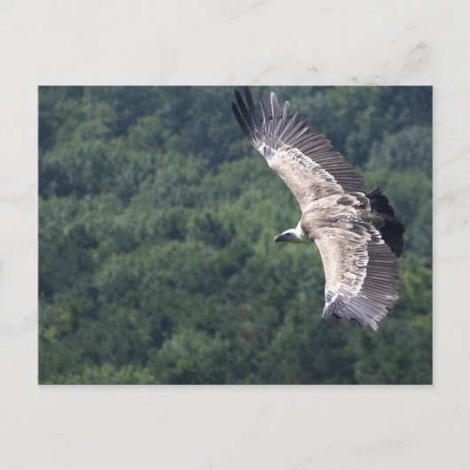 Gyps fulvus fliegen postkarte (Vorderseite)
