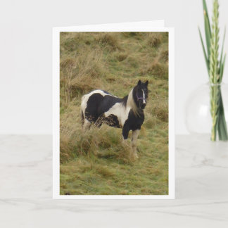 Gypsy pony stallion horse card karte