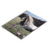 Gypsy vanner pinto horse running in field notizblock (Linke Seite)