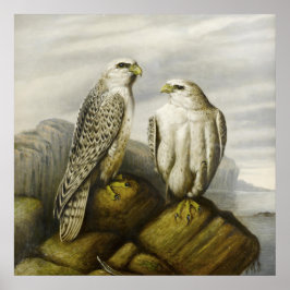 Gyr Falcons on a Rocky Ledge von Joseph Wolf Poster