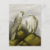 Gyr-Falken auf einem Felsvorsprung, Bird Illustrat Postkarte (Vorderseite)