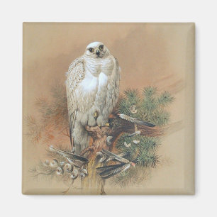Gyrfalcon - 1861 magnet