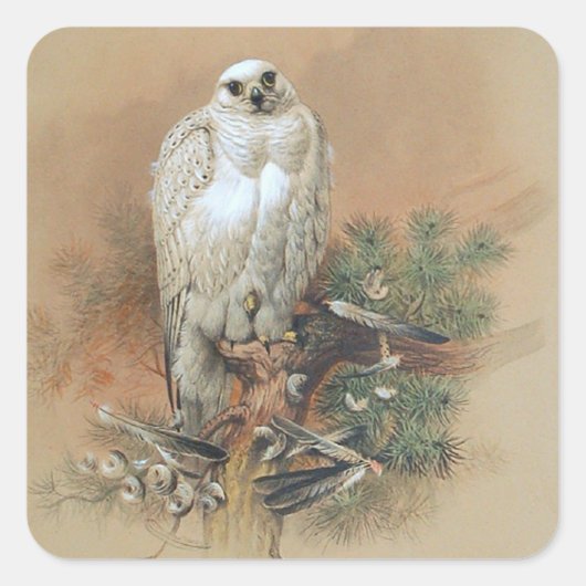 Gyrfalcon - 1861 quadratischer aufkleber (Vorderseite)
