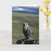 gyrfalcon, Falco rusticolus, jugendliches Erhalten Karte (Gelbe Blume)