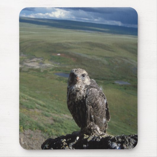 Gyrfalcon, Falco rusticolus, juvenil Mousepad (Vorne)
