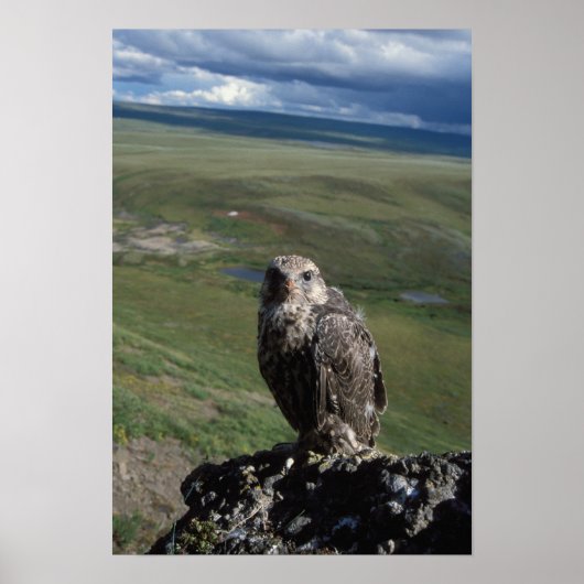 Gyrfalcon, Falco rusticolus, juvenil Poster (Vorne)