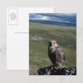 Gyrfalcon, Falco rusticolus, juvenil Postkarte (Vorne/Hinten)