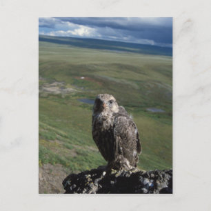 Gyrfalcon, Falco rusticolus, juvenil Postkarte