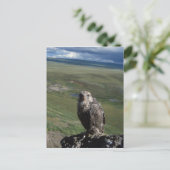 Gyrfalcon, Falco rusticolus, juvenil Postkarte (Stehend Vorderseite)