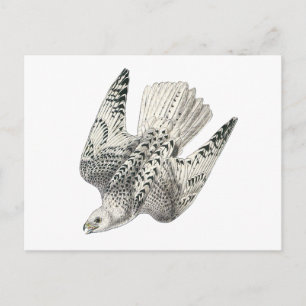 Gyrfalcon Falcon Diving Vintag Art Postkarte