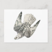 Gyrfalcon Falcon Diving Vintag Art Postkarte (Vorderseite)