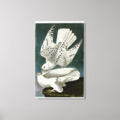 Gyrfalcon Fine Art von John Audubon Leinwanddruck (Vorderseite)