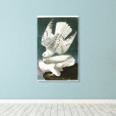 Gyrfalcon Fine Art von John Audubon Leinwanddruck (Insitu (Holzboden))