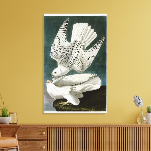 Gyrfalcon Fine Art von John Audubon Leinwanddruck (Insitu (Wohnzimmer))