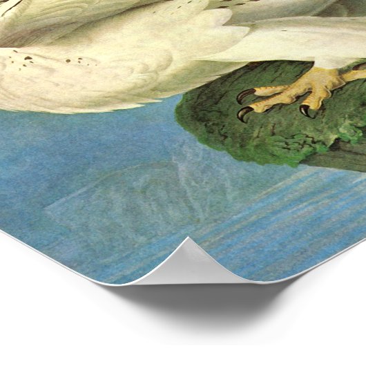 Gyrfalcon, John James Audubon Poster (Ecke)
