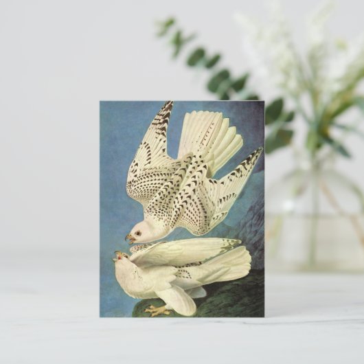 Gyrfalcon, John James Audubon Postkarte (Stehend Vorderseite)