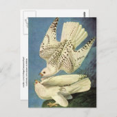 Gyrfalcon, John James Audubon Postkarte (Vorne/Hinten)