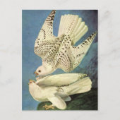 Gyrfalcon, John James Audubon Postkarte (Vorderseite)