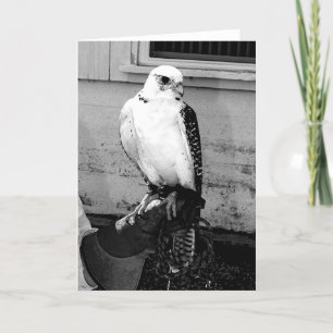 Gyrfalcon ruht auf dem Handler's gauntlet notecard Karte