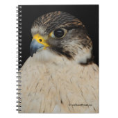 Gyrfalcon Saker Hybrid Falcon Notizblock (Vorderseite)