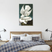 Gyrfalcon von John Audubon Leinwanddruck (Insitu (Schlafzimmer))