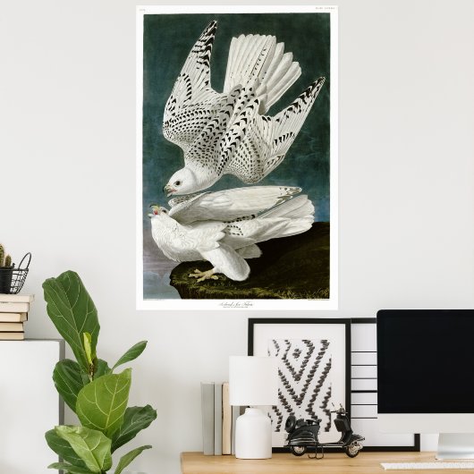Gyrfalcon von John Audubon Poster (Heimbüro)