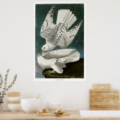 Gyrfalcon von John Audubon Poster (Küche)