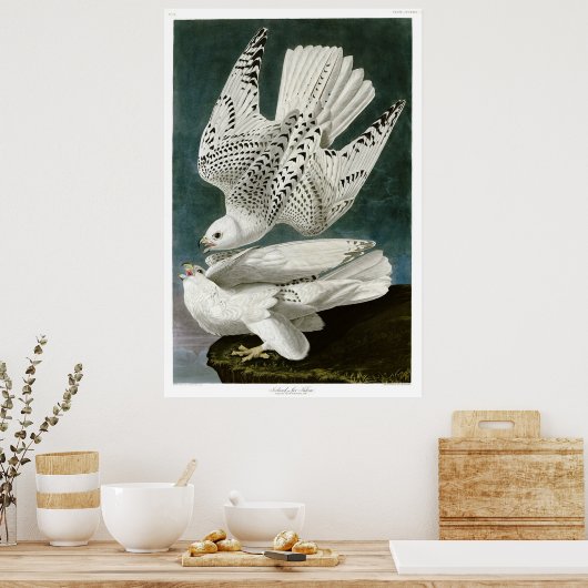 Gyrfalcon von John Audubon Poster (Küche)