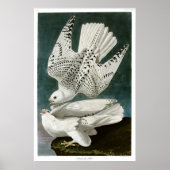 Gyrfalcon von John Audubon Poster (Vorne)