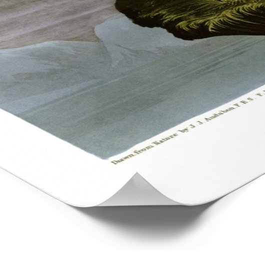 Gyrfalcon von John Audubon Poster (Ecke)