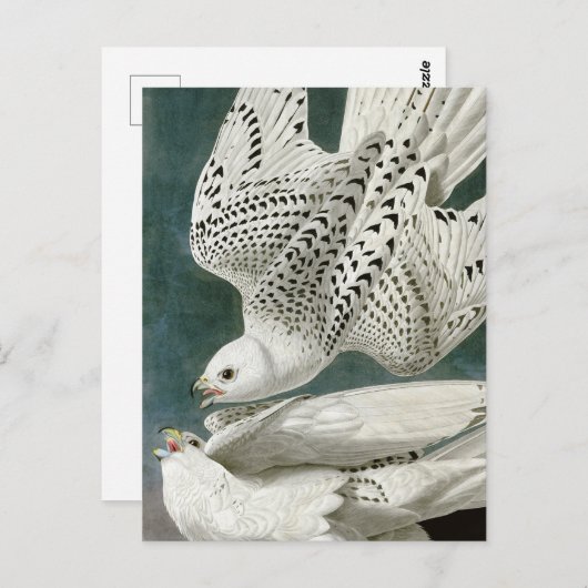 Gyrfalcon von John Audubon Postkarte (Vorne/Hinten)
