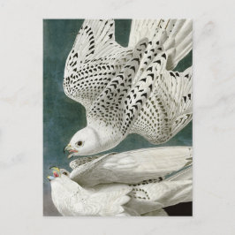 Gyrfalcon von John Audubon Postkarte