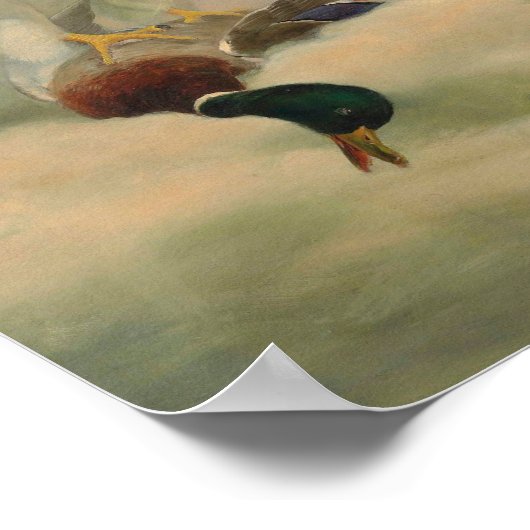 Gyrfalcon von Joseph Wolf Poster (Ecke)