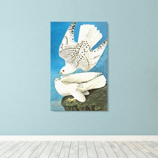 Gyrfalcons, alias Gerfalcons von John James Audubo Leinwanddruck (Insitu (Holzboden))