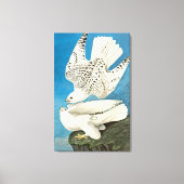 Gyrfalcons, alias Gerfalcons von John James Audubo Leinwanddruck (Vorderseite)