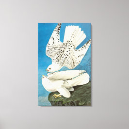 Gyrfalcons, alias Gerfalcons von John James Audubo Leinwanddruck