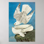 Gyrfalcons, alias Gerfalcons von John James Audubo Poster (Vorne)