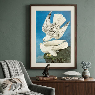 Gyrfalcons, alias Gerfalcons von John James Audubo Poster