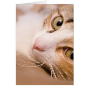 Gyro der Katze