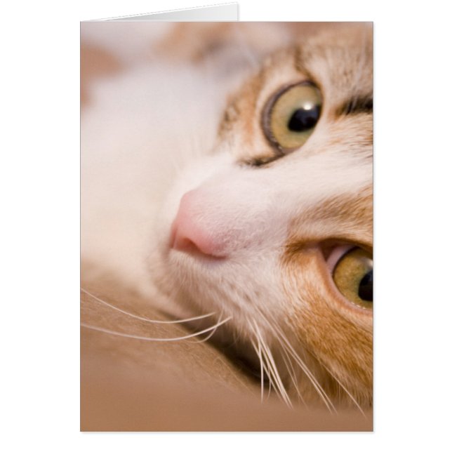 Gyro der Katze (Vorne)