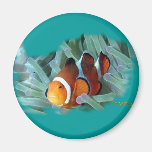 H2Oasis Clownfish Magnet (Vorne)