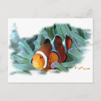 H2Oasis Clownfish Postkarte