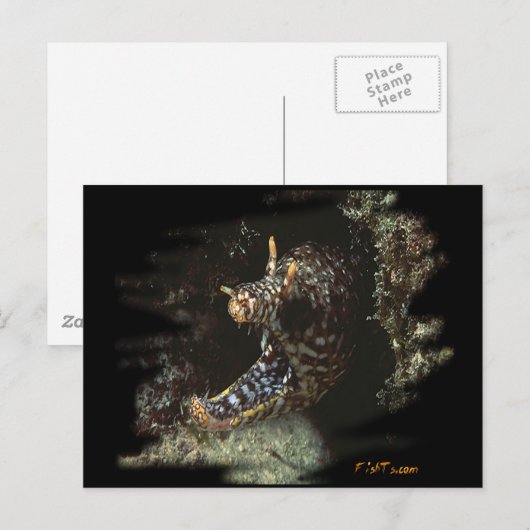 H2Oasis Dragon Moray Postkarte (Vorne/Hinten)