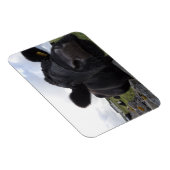 H.A.S. Arts Kuh Magnet (Rechte Seite)