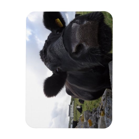 H.A.S. Arts Kuh Magnet (Vertikal)