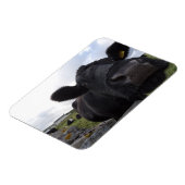 H.A.S. Arts Kuh Magnet (Linke Seite)