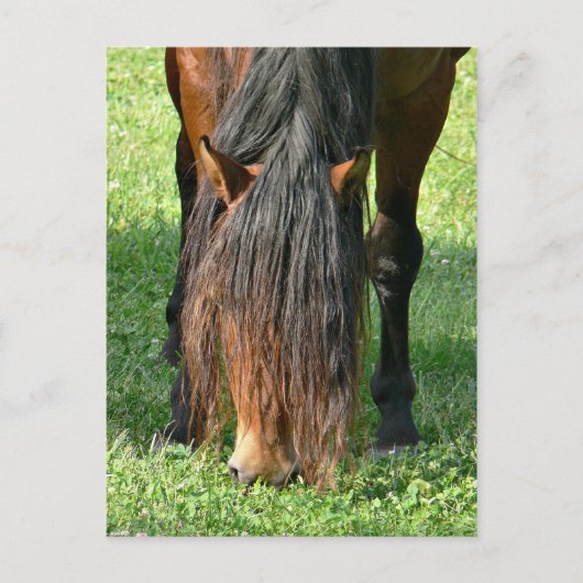 Haareschnitt Postkarte (Vorderseite)